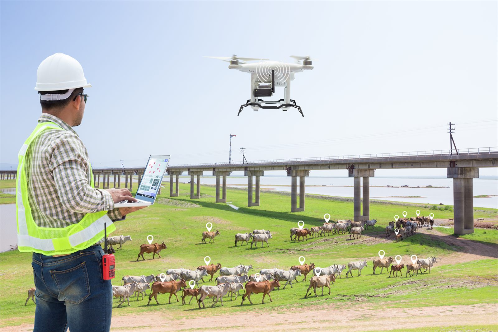 A farmer in a hard hat uses a laptop to fly a drone over a herd of grazing cattle, with location markers above the animals